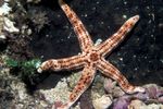 фотографија Акваријум Море Бескичмењаци морска звезда Burgundy Sea Star  карактеристике