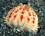 Photo Aquarium Sea Invertebrates crabs Calappa  characteristics