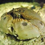 Aquarium Sea Invertebrates Calappa crabs characteristics and Photo