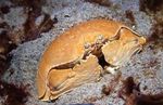 Aquarium Sea Invertebrates Calappa crabs characteristics and Photo