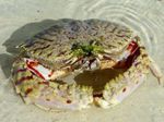 Akvarium Havet Hvirvelløse Dyr Calappa krabber egenskaber og Foto