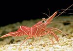 Photo Aquarium Sea Invertebrates  Camelback (Camel, Candy, Dancing, Hingebeak, Durban Hinge-Beak) Shrimp  characteristics