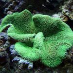 Aquarium Sea Invertebrates Carpet Anemone  characteristics and Photo