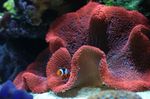 Aquarium Carpet Anemone, Stichodactyla haddoni red Photo, description and care, growing and characteristics