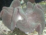 Aquarium Sea Invertebrates Carpet Anemone  characteristics and Photo