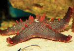 Akvárium Choc Chip (Gombík) Sea Star hviezdy mora, Pentaceraster sp. červená fotografie, popis a starostlivosť, pestovanie a vlastnosti
