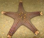 Akvárium Choc Chip (Gomb) Tengeri Csillag, Pentaceraster sp. világoskék fénykép, leírás és gondoskodás, növekvő és jellemzők