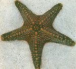 Aquarium Sea Invertebrates Choc Chip (Knob) Sea Star  characteristics and Photo
