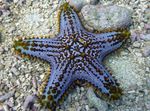 Акваријум Море Бескичмењаци Choc Chip (Knob) Sea Star морска звезда карактеристике и фотографија