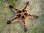 фотографија Акваријум Море Бескичмењаци морска звезда Chocolate Chip Sea Star (Horned Sea Star)  карактеристике