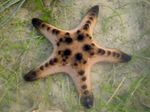 Čokoláda Čip Sea Star (Rohatý Sea Star)