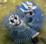 Aquarium Sea Invertebrates Christmas Tree Worm  characteristics and Photo