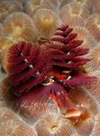 Aquário Árvore De Natal Verme vermes fã, Spirobranchus sp. vermelho foto, descrição e cuidado, crescente e características