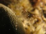 Aquarium Sea Invertebrates Cleaning Rock Pool Shrimp  characteristics and Photo