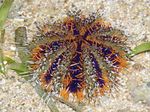 фотографија Акваријум Море Бескичмењаци дерани Collector Sea Urchins (Sea Eggs)  карактеристике