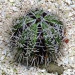 Aquarium Sea Invertebrates Collector Sea Urchins (Sea Eggs)  characteristics and Photo