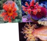 Photo Aquarium Sea Invertebrates cucumbers Color Sea Apple  characteristics