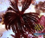 Akvariumas Jūra Bestuburiai Comanthus comanthina charakteristikos ir Nuotrauka