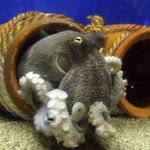Gemeenschappelijke Octopussen