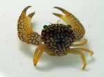 Photo Aquarium Sea Invertebrates  Coral Crab  characteristics