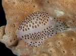 Photo Aquarium Sea Invertebrates clams Cowrie  characteristics