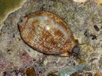 Akvarium Cowrie musslor, Cypraea sp. ljusblå Fil, beskrivning och vård, odling och egenskaper