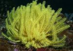 Photo Aquarium Sea Invertebrates comanthina Crinoid, Feather Star  characteristics