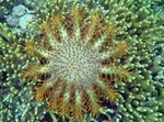 Photo Aquarium Sea Invertebrates sea stars Crown Of Thorns  characteristics