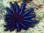 Акваријум Море Бескичмењаци Crown Of Thorns морска звезда карактеристике и фотографија