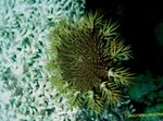 Akvaryum Deniz Omurgasızları Dikenler Tacı deniz yıldız özellikleri ve fotoğraf