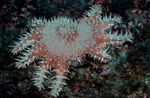 Akvarium Havet Hvirvelløse Dyr Tornekrone havet stjerner egenskaber og Foto