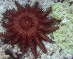 Aquarium Dornenkrone seesterne, Acanthaster planci rot Foto, Beschreibung und kümmern, wächst und Merkmale