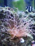 Akvarium Havet Hvirvelløse Dyr Curly-Cue Anemone  egenskaber og Foto
