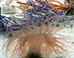 Akvaryum Deniz Omurgasızları Kıvırcık Işaret Anemon  özellikleri ve fotoğraf