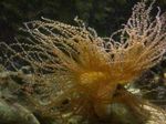 Aquarium Sea Invertebrates Curly-Cue Anemone  characteristics and Photo