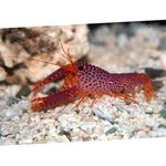 фотографија Акваријум Море Бескичмењаци јастога Debelius Reef Lobster  карактеристике