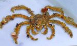 Aquarium Decorator Crab, Camposcia Decorator Crab, Spider Decorator Crab, Camposcia retusa light blue Photo, description and care, growing and characteristics
