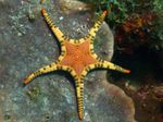 фотографија Акваријум Море Бескичмењаци морска звезда Double Sea Star, Platted Starfish  карактеристике