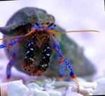 фотографија Акваријум Море Бескичмењаци јастога Dwarf Blue Leg Hermit Crab  карактеристике