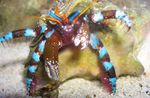 фотографија Акваријум Море Бескичмењаци јастога Electric Blue Hermit Crab  карактеристике