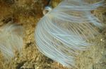 Akvarium Havet Hvirvelløse Dyr Fjerkost Hardtube fan orme egenskaber og Foto