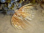 Photo Aquarium Sea Invertebrates  Feather Duster Worm (Indian Tubeworm)  characteristics