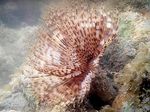 Akvaryum Deniz Omurgasızları Tüy Silgi Solucan (Hint Tubeworm) fan solucanlar özellikleri ve fotoğraf