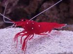 Aquarium Sea Invertebrates Fire Shrimp, Blood Shrimp, Cardinal Cleaner Shrimp, Scarlet Cleaner Shrimp  characteristics and Photo