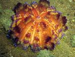 фотографија Акваријум Море Бескичмењаци дерани Fire Urchin  карактеристике