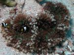 Aquarium Flat Color Anemone, Heteractis malu light blue Photo, description and care, growing and characteristics