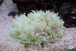 Aquarium Flat Color Anemone, Heteractis malu pink Photo, description and care, growing and characteristics