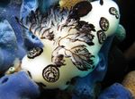 Photo Aquarium Sea Invertebrates sea slugs Funeral Jorunna  characteristics