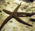 Galatheas Sea Star