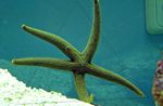Akvaryum Deniz Omurgasızları Galatheas Deniz Yıldızı  özellikleri ve fotoğraf